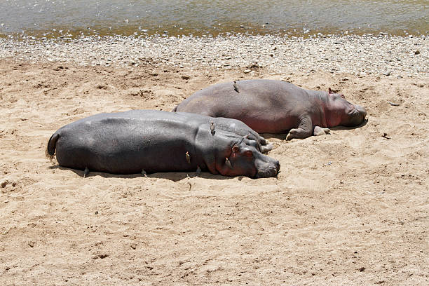 istock Hippopotamus resting on the sands of Mara River 474056344