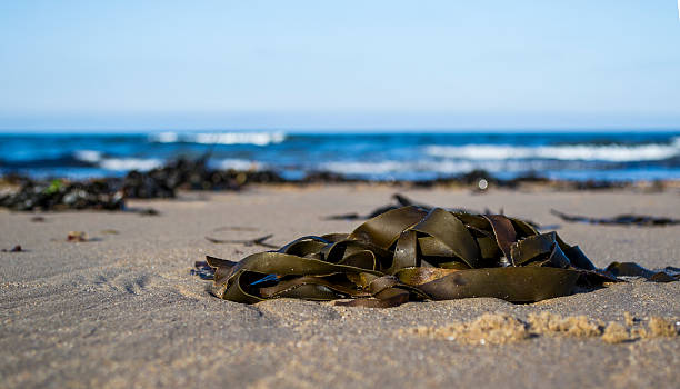 Seaweed washed up on the beach