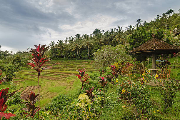 Rice fields Rice fields mito ibaraki stock pictures, royalty-free photos & images