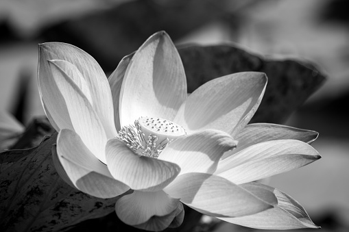 blossom lotus in black and white