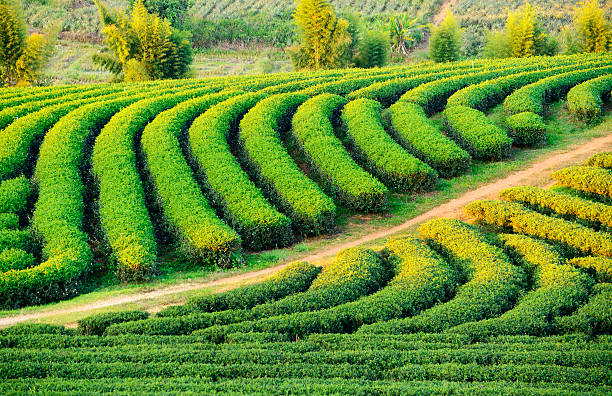 istock Tea Plantation Change Ri North of Thailand. 474056426