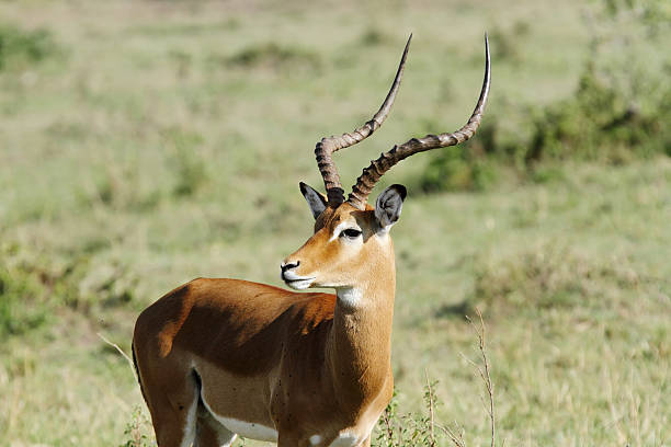 istock Close view of a beautiful Impala 474056966
