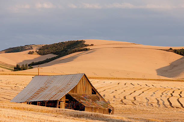 Wheat Barn Landscape in The Palouse Region in Walla Walla, Washington State. Horizontal image shows a barn sitting on fields of wheat crops. whitman county washington state stock pictures, royalty-free photos & images
