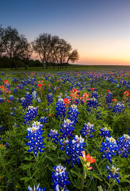 istock Texas bluebonnet and indian paintbrush field in sunset 474057252