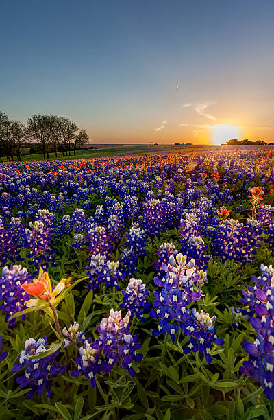 istock Texas bluebonnet flowers in a field at sunset  474057648