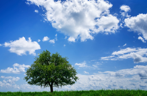 Tree in a field under a blue sky with clouds