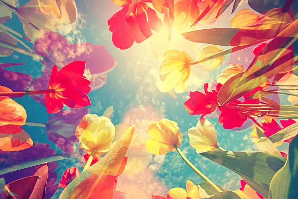 Photo of Colorful background of flowers, tulips and sky with soft hues