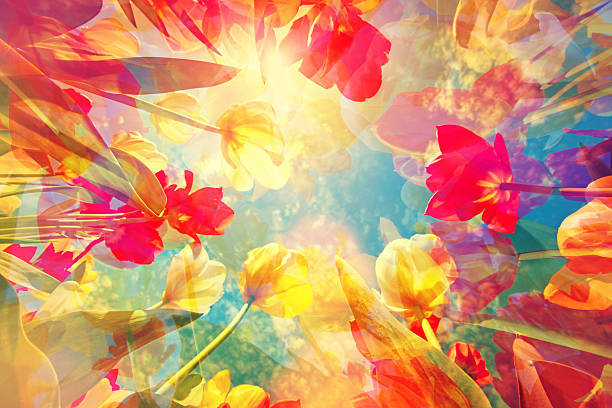 Dreamy and gentle artistic background with colorful tulips merging in a pastel colored flower composition, with soft and gentle hues. Beauty in nature: springtime and summer bring joy and happiness. Low angle subject view, looking up with close-up to the stems and flower heads.