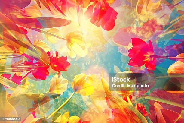 Fondo Colorido Abstracto Con Flores Hermosas Tulipanes Y Suaves Matices Foto de stock y más banco de imágenes de Primavera - Estación