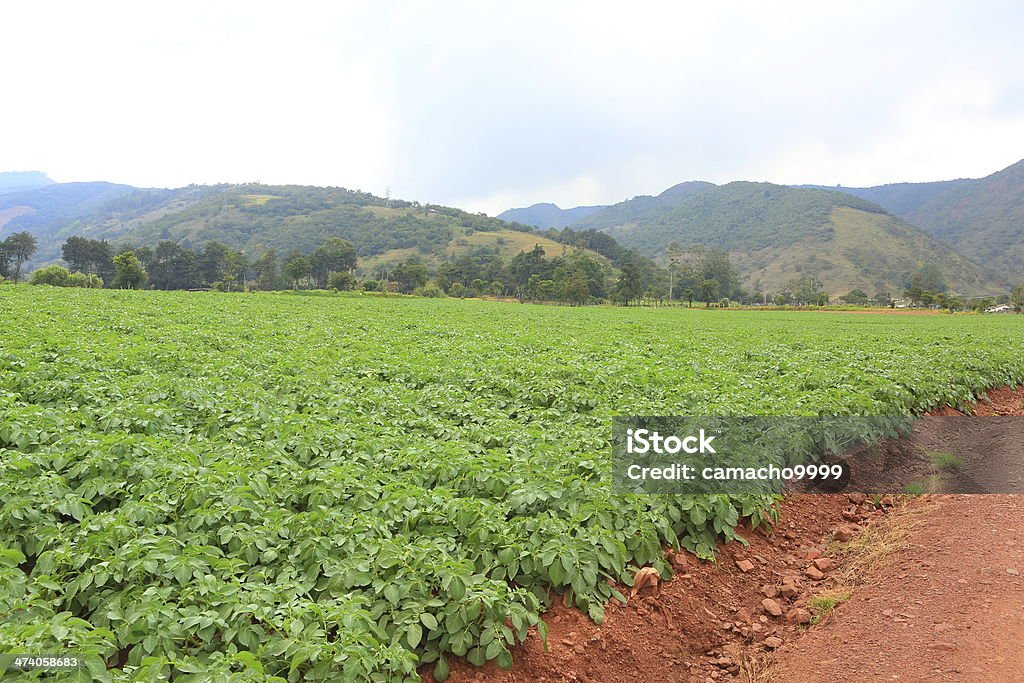 Champ de pommes de terre - Photo de Agriculture libre de droits