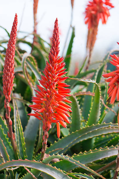 istock aloe arborescens flowering 474059115