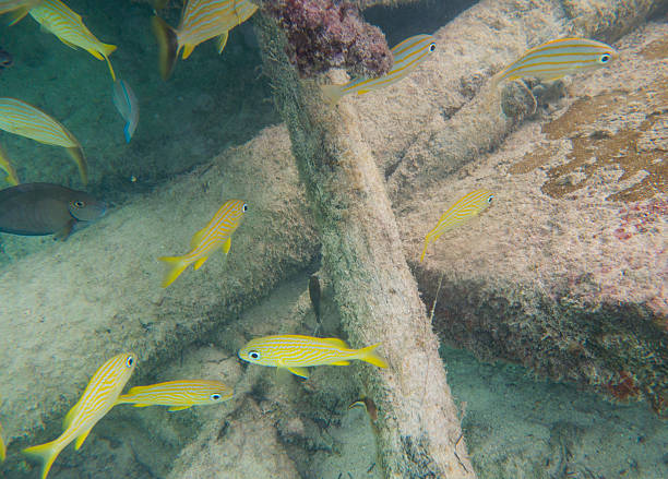 mergulho livre com peixe tropical - commercial dock pier reef rock imagens e fotografias de stock