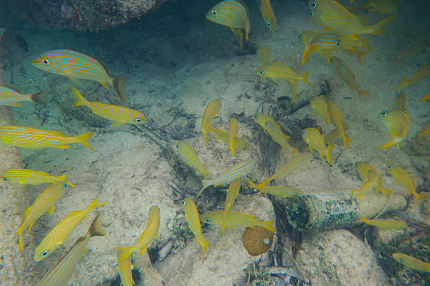 mergulho livre com peixe tropical - commercial dock pier reef rock imagens e fotografias de stock