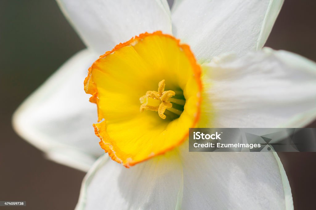 Yellow White Daffodil Yellow and white daffodil in macro close up focus on stigma with shallow depth of field 2015 Stock Photo