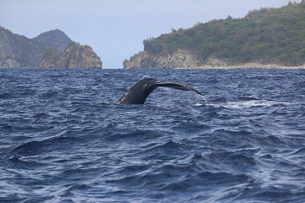 istock Tail of a humpback whale 474059836