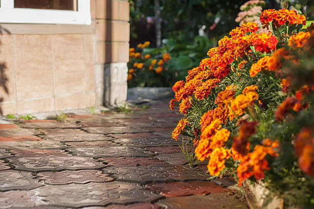 istock Tagetes flowers after a rain 474060024
