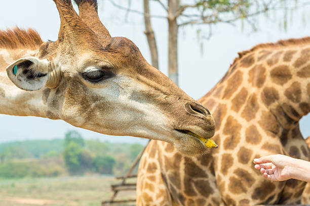 istock Giraffe in front. Chiang Rai, Thailand 474062334