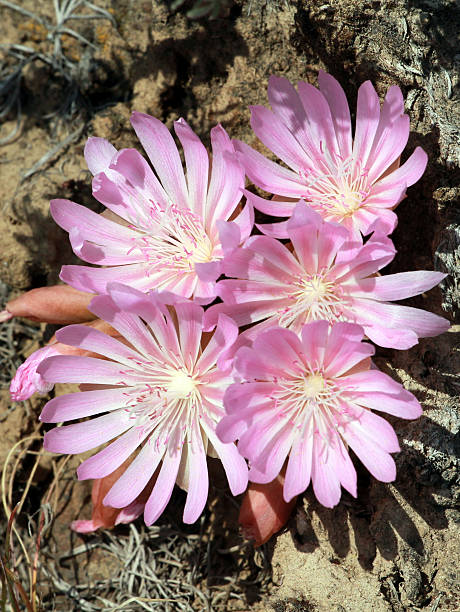 Cluster of Bitterroot Flowers - Lewisia rediviva A cluster of Bitterroot flowers (Lewisia rediviva) in the desert in Eastern Washington lewisia rediviva stock pictures, royalty-free photos & images