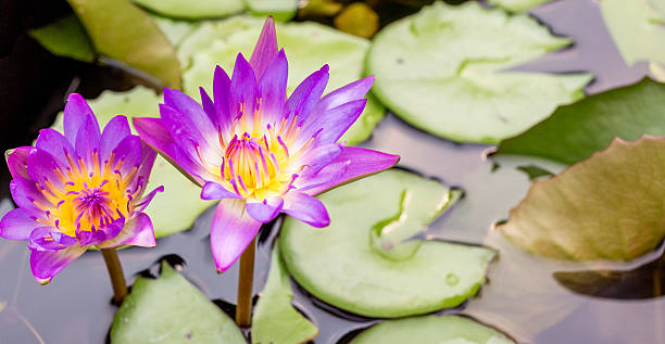 Purple lotus stock photo