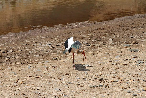 Yellow billed stork are large wading bird of stork family
