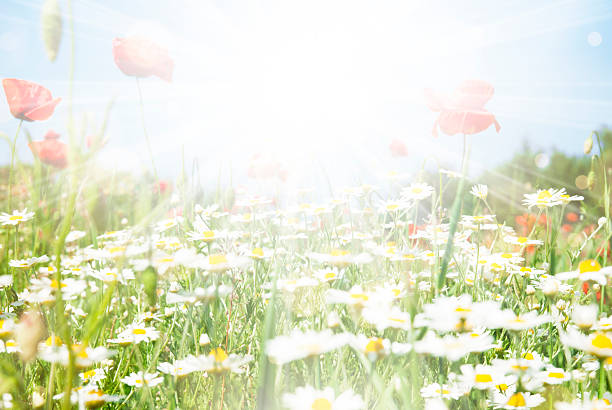 istock Beautiful poppy and daisy flowers sunny background 474063988