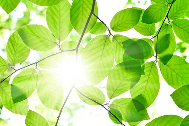 잎, 일요일 - beech leaf leaf green close up 뉴스 사진 이미지