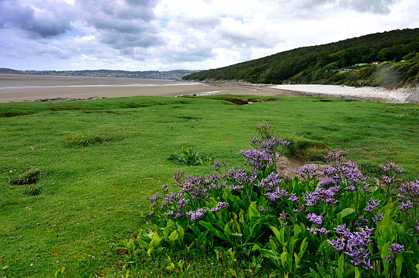 Sea Lavender at Silverdale Walking back to Arnside along the coast. morecombe bay photos stock pictures, royalty-free photos & images