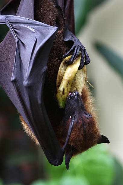 bat hanging on the tree eating banana - vleerhond stockfoto's en -beelden