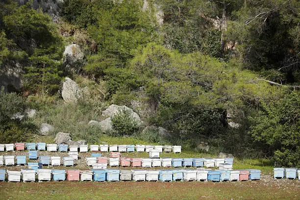 Beehives in a field