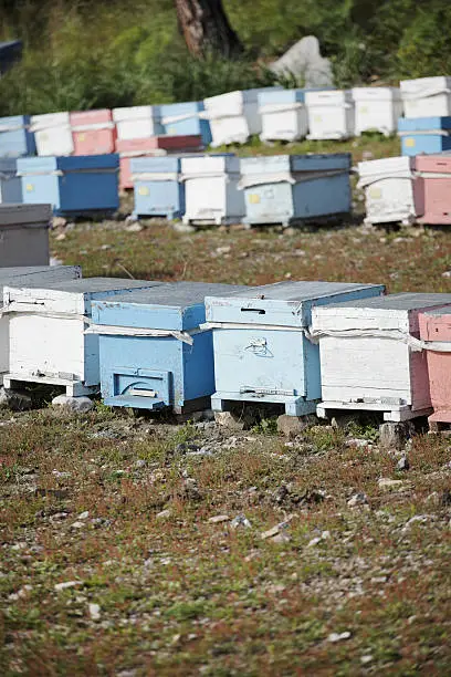 Beehives in a field