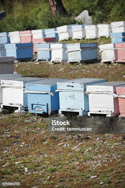 Colméia - Fotografias de stock e mais imagens de Abelha - Abelha, Abelha de mel, Agricultura