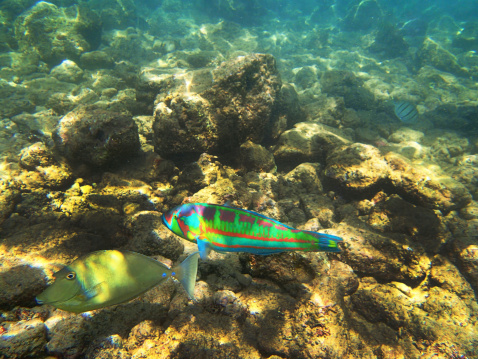 Reef Fish and Underwater landscape of Kauai, Hawaii, USA.
