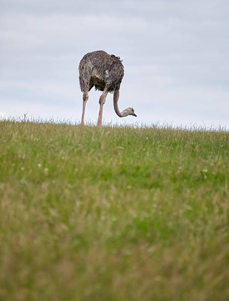 autruche sur un champ - ostrich solitude loneliness walking photos et images de collection