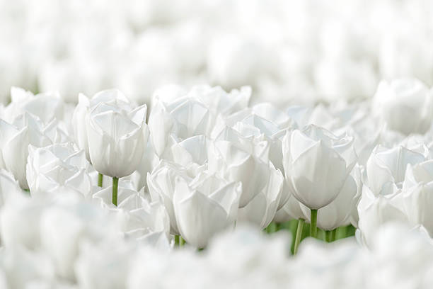 White tulips. Flowers in the garden
