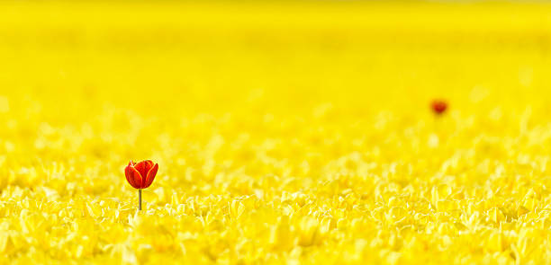istock Red in a field of yellow Tulips 474067616