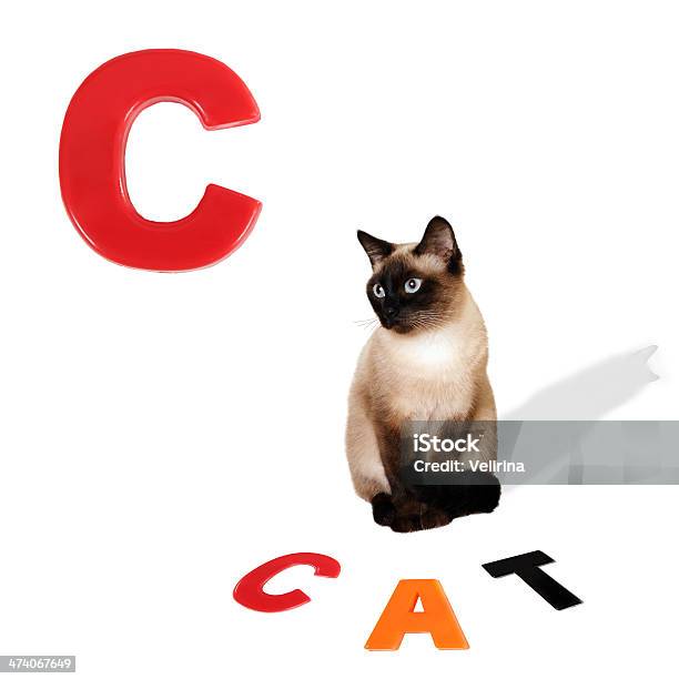 Illustrated Alphabet Letter C And Cat Stock Photo - Download Image Now - English Culture, Worksheet, Animal Themes