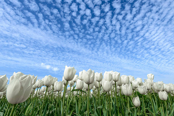 White blossoming bright Tulips growing in a field in Holland with a blue sky with fluffy clouds in the background.