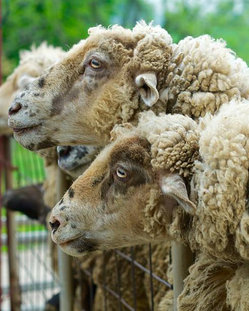 istock Flock of sheep in pen 474069452