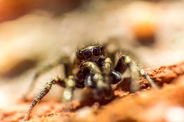 macro of jumping spider