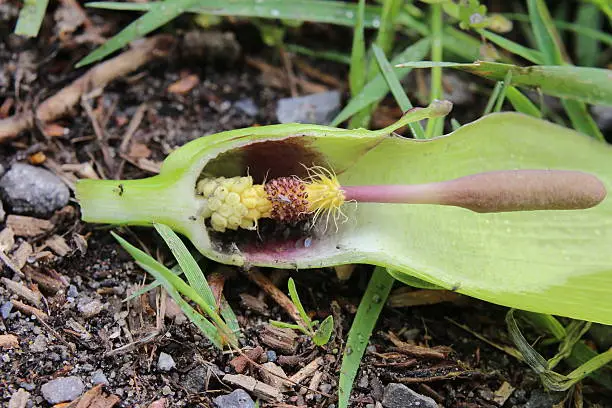 Cross section of the blossom of a wild arum (Arum maculatum). It catches insects to ensure pollination.