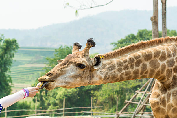 istock Giraffe in front. Chiang Rai, Thailand 474070986