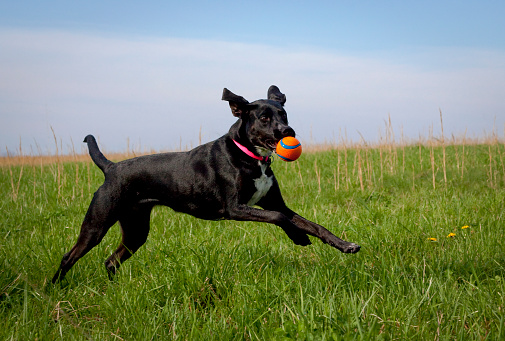 Athletic and active black dog running with orange ball in mouth in grassy field