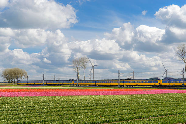 train with tulip fields on a beautiful spring day - ns stockfoto's en -beelden