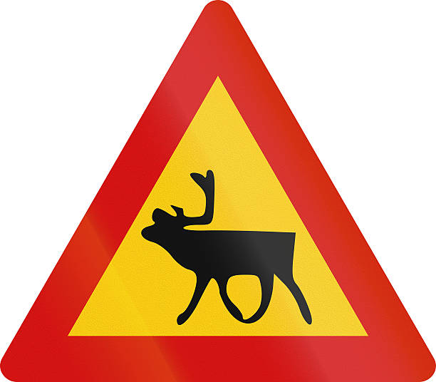 istock Reindeer Crossing in Iceland 474075018