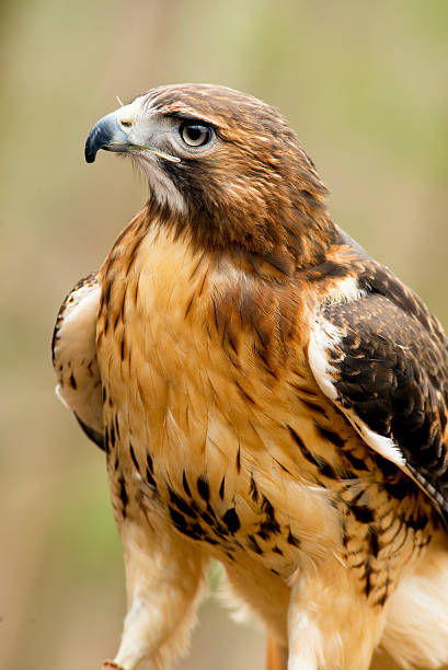 istock Side view of a Red Tailed Hawk close up. 474075306