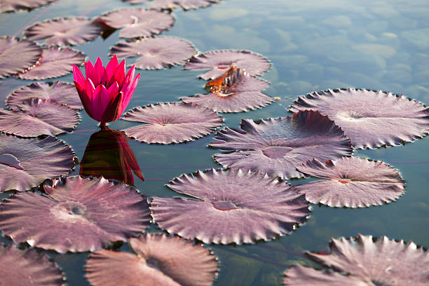 istock Red lily flower on a pond with lily pads. 474077464