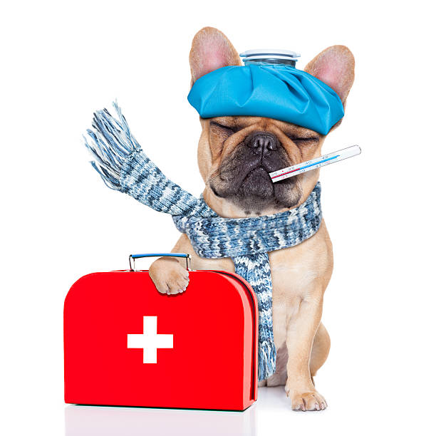 istock An illustration to convey as sick as a dog 474077924