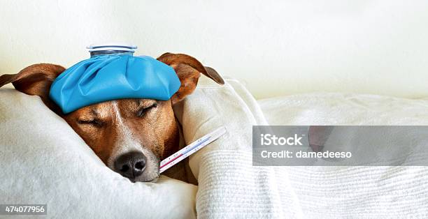 Krank Kranken Hund Stockfoto und mehr Bilder von Hund - Hund, Krankheit, Erkältung und Grippe