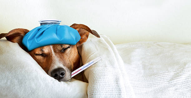 chien malade malade - animal health photos et images de collection