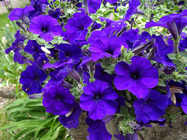 istock Purple Violet Flowers in the Spring 474078654